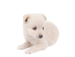 Fototapeta na wymiar beige puppy