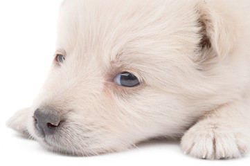 beige puppy
