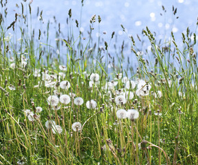 Dandelion meadow by the river
