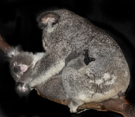 two koalas © markrhiggins