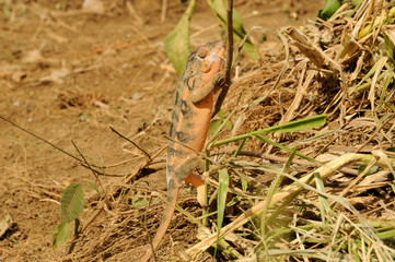 Endormi de La Réunion