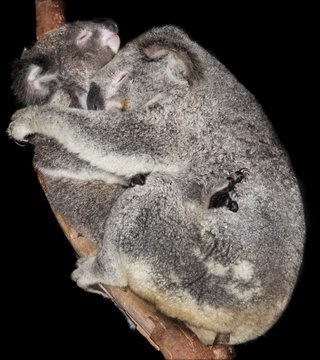 koala pair on branch