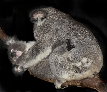 two koalas