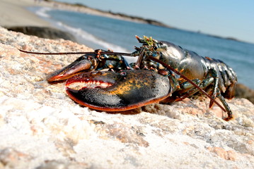 Beach Lobster