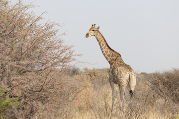 Giraffe im Etosha