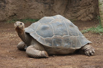 Fototapeta premium Giant turtle