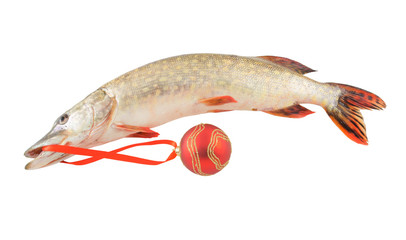 Fresh christmas fish isolated