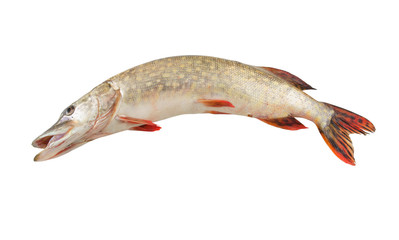 Fresh pike fish isolated on white