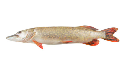 Fresh pike fish isolated on white