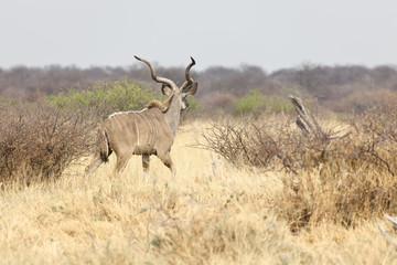 Kudu im Gras vom Etosha Nationalpark