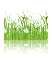Photo sur Plexiglas Coccinelles Bordure transparente d& 39 herbe de marguerite