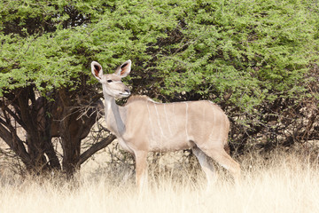 Kudu im Gras vom Etosha Nationalpark