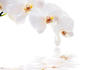 Obraz na płótnie Canvas Orchidee Phalaenopsis blanc
