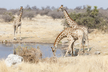 Giraffen im Etosha Nationalpark