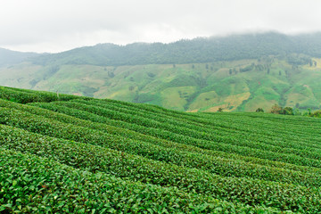 Fototapeta na wymiar Tea plantation in Chiang Rai, Thailand