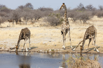 Fototapeta na wymiar Giraffe im Etosha National Park