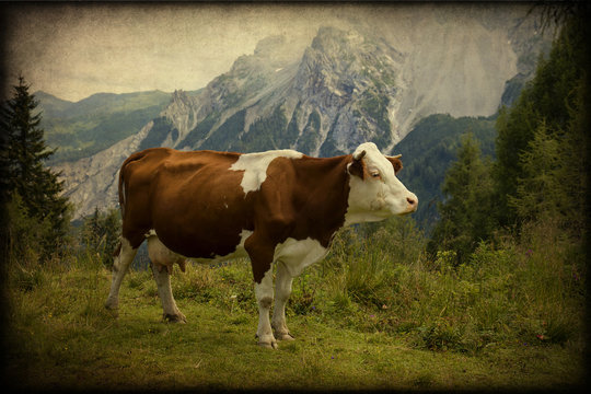 Mucca, Alpi, paesaggio, texture retro