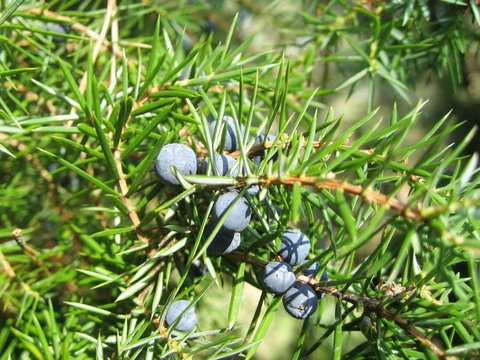 Wacholderbeeren Juniperus communis