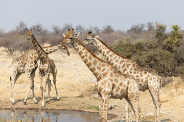 Obraz na płótnie Canvas Giraffe im Etosha National Park