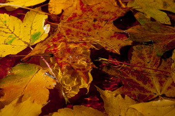 Herbstlaub im Wasser 11
