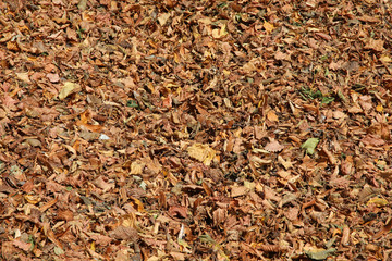 Autumn foliage