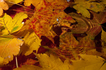 Herbstlaub im Wasser 15