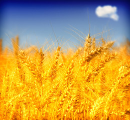 Wheat field against a blue sky