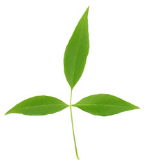 Medicinal Nishinda leaves