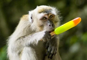 Vitrage gordijnen Aap monkey eating ice cream