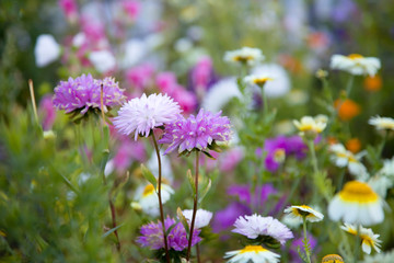 Beautiful flowers, selective focus on purple flower