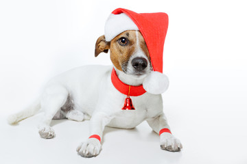 dog dressed up as santa