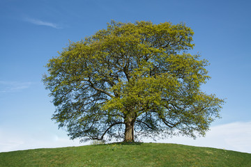 Fototapeta na wymiar Spring lonely tree