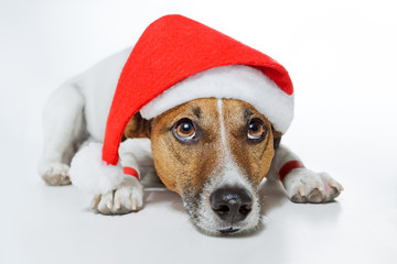 dog dressed up as santa