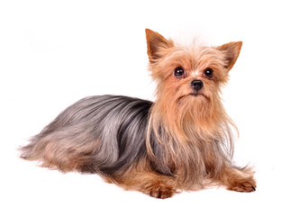 Puppy of the yorkshire terrier