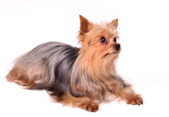 Lying yorkshire terrier puppy