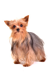 Yorkshire terrier isolated