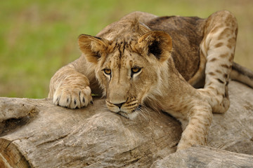 Closeup view on crouched lion cub lying on the tree trunk