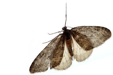 Fototapeta premium Motte