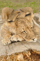 Lion cub sleeping on tree trunk