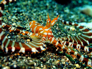 Obraz premium Wonderpus octopus, Komodo, Indonesia
