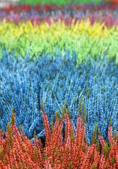 Calluna vulgaris - Heather