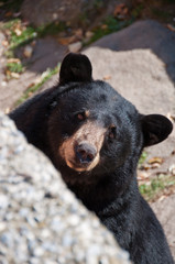 American Black Bear, North Carolina, USA