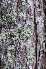 Tree Bark Background