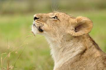 Lion looking up from profile view on green background