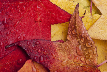 foglie autunnali coperte da gocce d'acqua