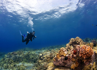 Fototapeta na wymiar Diver sprawdzeniu rafy na Hawajach