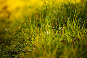 background of lush green grass  in the light sun