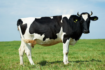 White black milch cow on green grass pasture