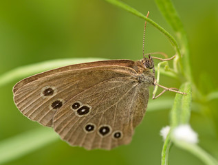 The gray butterfly