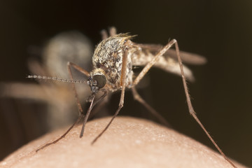 Mosquito sucking blood, extreme close up